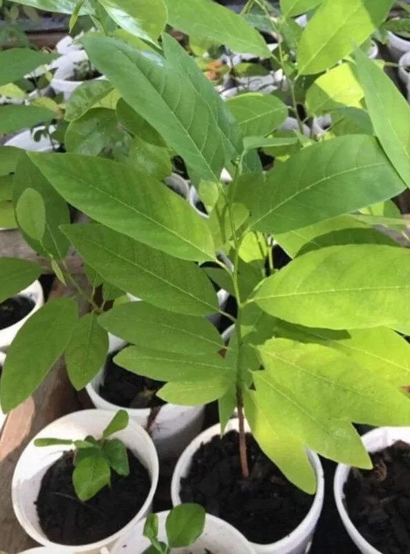 Sugar Apple Live Plant - Annona squamosa Tropical Fruit Tree, 5-9" Tall - Image 5