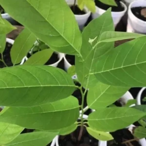 Sugar Apple Live Plant - Annona squamosa Tropical Fruit Tree, 5-9