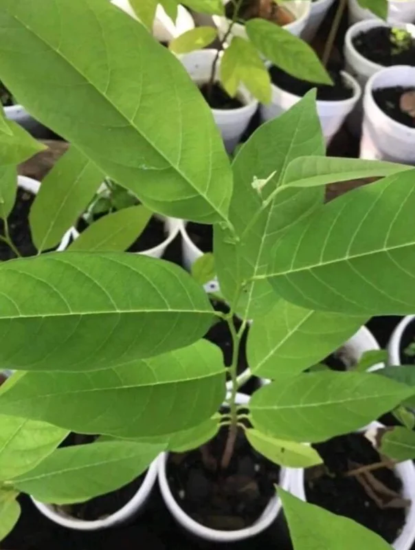 Sugar Apple Live Plant - Annona squamosa Tropical Fruit Tree, 5-9" Tall - Image 6