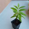 Sugar Apple Live Plant Seedling - 7-12 inches Tall - Annona Squamosa Fruit Tree - Image 1