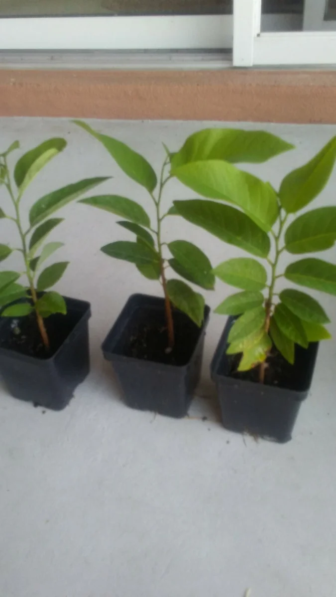 Sugar Apple Live Plant Seedling - Annona Squamosa Custard Fruit Tree - Image 3