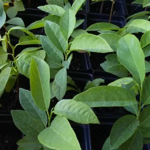 Sugar Apple Live Plant Seedling - Annona Squamosa Custard Fruit Tree - Image 6