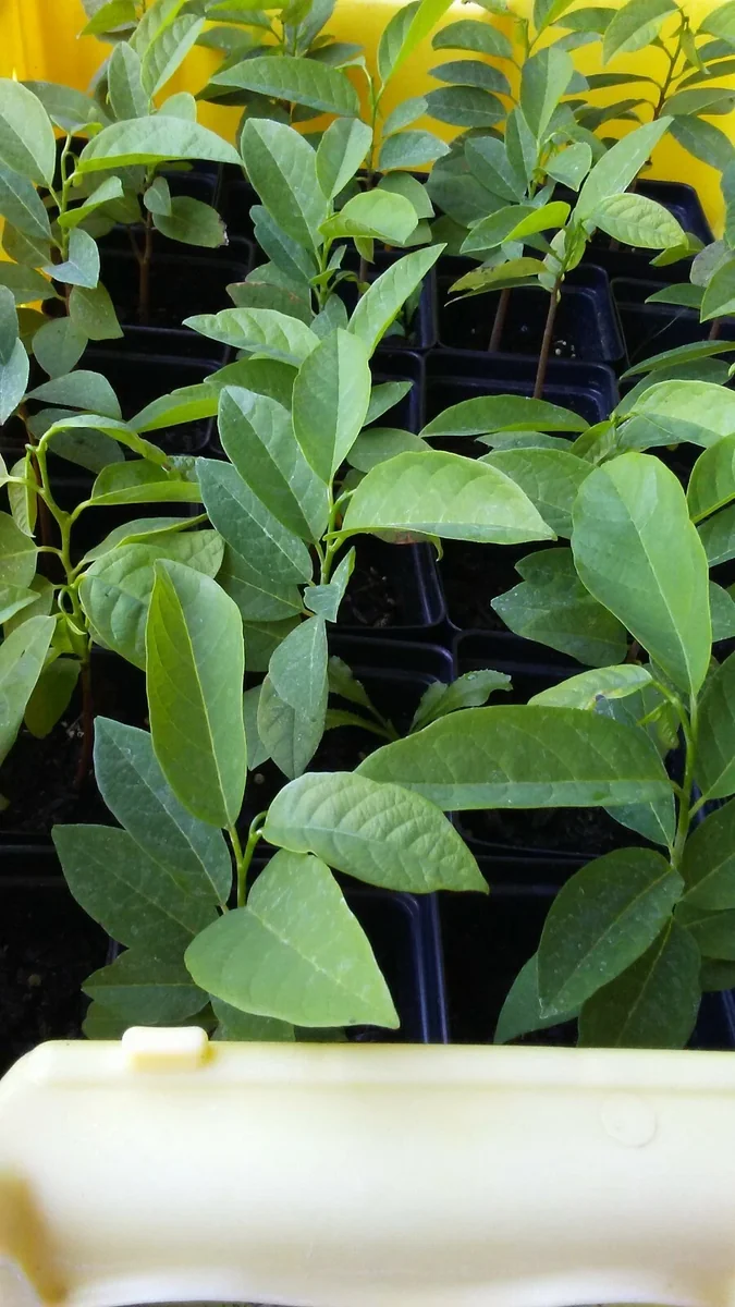 Sugar Apple Live Plant Seedling - Annona Squamosa Custard Fruit Tree - Image 6