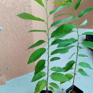 Sugar Apple Live Plant Seedling - Annona Squamosa Custard Fruit Tree - Image 7