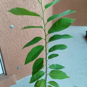 Sugar Apple Live Plant Seedling - Annona Squamosa Custard Fruit Tree - Image 8