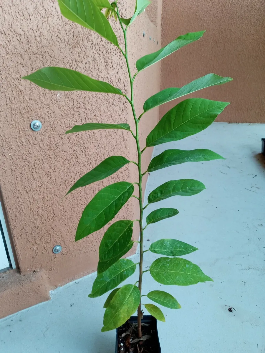 Sugar Apple Live Plant Seedling - Annona Squamosa Custard Fruit Tree - Image 8