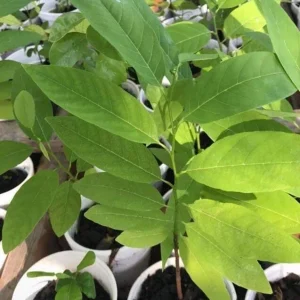 Sugar Apple Live Plant Seedling Tree 5-9 in - Tropical Fruit Annona squamosa - Image 5