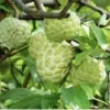 Sugar Apple Live Plant Seedling Tree - 5-9 inches Tall Tropical Fruit - Image 1