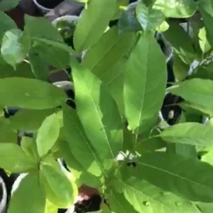 Sugar Apple Live Plant Seedling Tree - 5-9 inches Tall Tropical Fruit - Image 3