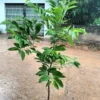 Sugar Apple Tree Live Plant - 3-4 ft Tall in 5 Gallon Pot - Tropical Fruit Tree - Image 1