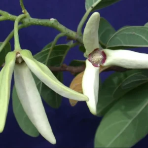 Sugar Apple Tree Live Plant - 3-4 ft Tall in 5 Gallon Pot - Tropical Fruit Tree - Image 3