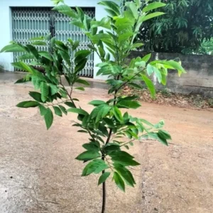 Sugar Apple Tree Live Plant - 3-4 ft Tall in 5 Gallon Pot - Tropical Fruit Tree - Image 1