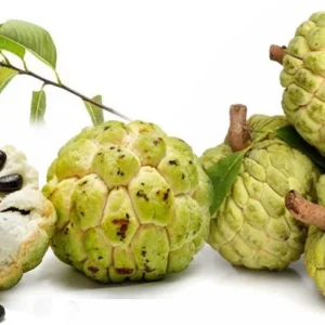 Sugar Apple Tree Live Plant - 3-4 ft Tall in 5 Gallon Pot - Tropical Fruit Tree - Image 4