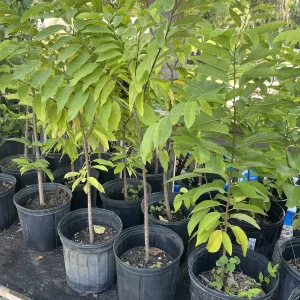 Sugar Apple Tree Live Plant – Annona squamosa – 3 Gallon Pot – 2-3 Feet Tall – Green Variety - Image 2