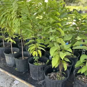 Sugar Apple Tree Live Plant – Annona squamosa – 3 Gallon Pot – 2-3 Feet Tall – Green Variety - Image 3