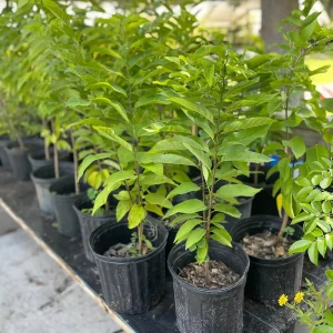 Sugar Apple Tree Live Plant – Annona squamosa – 3 Gallon Pot – 2-3 Feet Tall – Green Variety - Image 4