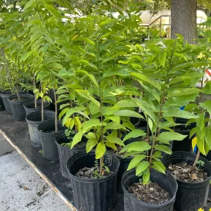 Sugar Apple Tree Live Plant – Annona squamosa – 3 Gallon Pot – 2-3 Feet Tall – Green Variety - Image 5