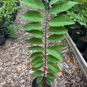 Sugar Apple Tree Live Plant – Annona squamosa – 3 Gallon Pot – 2-3 Feet Tall – Green Variety - Image 7