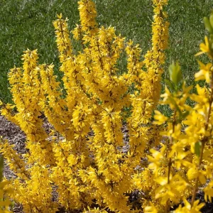 Sugar Baby Forsythia Live Plant – Compact Shrub – 4 inch Pot – Outdoor - Image 1