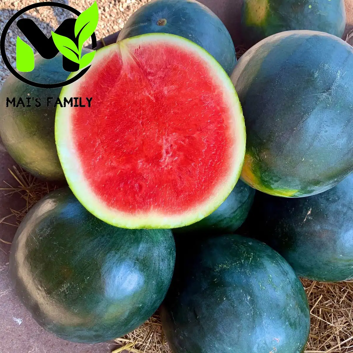Sugar Baby Watermelon Seeds - Heirloom, Bush Type, Sweet & Compact Fruit - Image 2