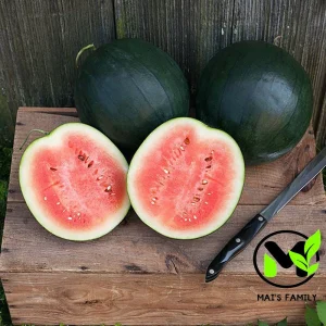 Sugar Baby Watermelon Seeds - Heirloom, Bush Type, Sweet & Compact Fruit - Image 1