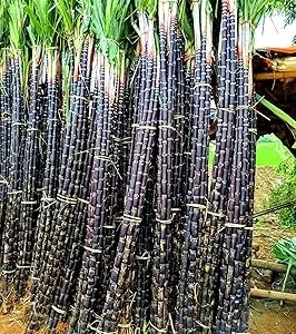 Sugar Cane Live Cuttings - 20 Count, 1-1.5 Ft, 2-3 Nodes, Outdoor Plant - Image 4