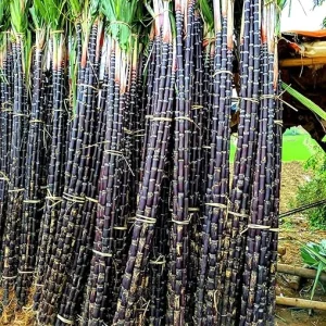 Sugar Cane Live Cuttings - 20 Count, 1-1.5 Ft, 2-3 Nodes, Outdoor Plant - Image 7