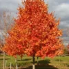 Sugar Maple Live Plant - Acer saccharum, Quart Pot, USDA Zones 3-8, Outdoor Shade Tree - Image 1