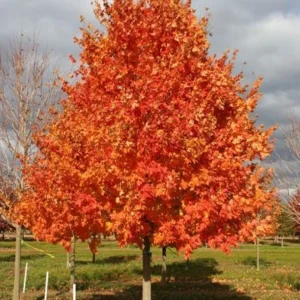 Sugar Maple Live Plant - Acer saccharum, Quart Pot, USDA Zones 3-8, Outdoor Shade Tree - Image 1