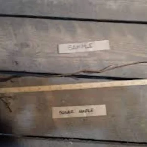 Sugar Maple Tree 12-24in Tall - Acer saccharum Bare Root Live Plant Outdoor - Image 2