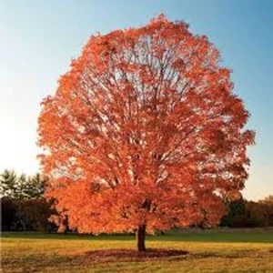Sugar Maple Tree 12-24in Tall - Acer saccharum Bare Root Live Plant Outdoor - Image 5