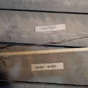 Sugar Maple Tree Live Plant – 12-24in Tall Acer saccharum Hard Maple Bare Root - Image 2