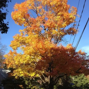 Sugar Maple Tree Live Plant (Acer Saccharum) - 4 inch Container, 6 inch Tall - Image 1