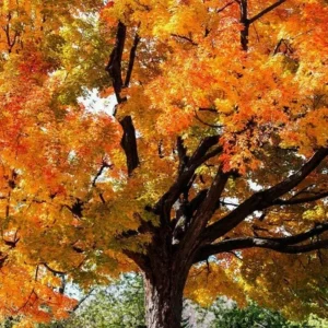 Sugar Maple Tree Live Plant - Acer saccharum - Brilliant Fall Color, 10-18