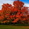 Sugar Maple Tree Live Plant - Acer saccharum - Brilliant Fall Color, 10-18" Tall, Outdoor Shade Tree - Image 1