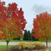 Sugar Maple Tree Seeds (Acer saccharum) - Fall Color, Maple Syrup Source, 1lb - Image 1