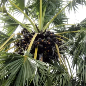 Sugar Palm Tree Live Plant - Arenga pinnata - 3 Gallon Pot - Outdoor Tropical Palm - Image 2
