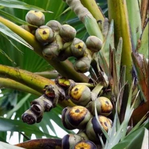 Sugar Palm Tree Live Plant - Arenga pinnata - 3 Gallon Pot - Outdoor Tropical Palm - Image 3