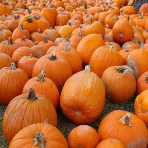 Sugar Pie Pumpkin Seeds - Non-GMO Heirloom Fresh Garden Seeds, Vegetable Type, Full Sun - Image 1