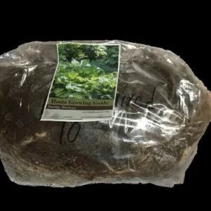 Sum & Substance Hosta Bareroot Plant – Large Golden-Green Foliage – Perennial Outdoor - Image 3