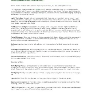 Sum & Substance Hosta Bareroot Plant – Large Golden-Green Foliage – Perennial Outdoor - Image 4