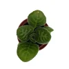 Summer Song Asian Violet - Primulina Live Plant - 2.5" Pot - Everblooming Houseplant - Image 1