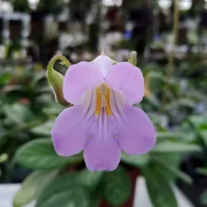 Summer Song Asian Violet - Primulina Live Plant - 2.5