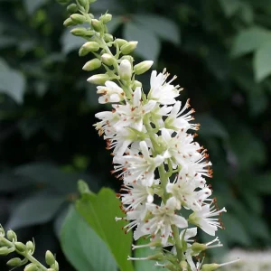 Summersweet Clethra Crystalina Live Plant – 4 inch Pot – Fragrant White Flowers – Outdoor Shrub - Image 1