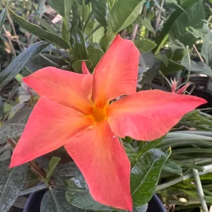 Sun Parasol Dipladenia Fire-Up Orange Live Plant - 6 inch Pot - 2 ft Tall - Image 3