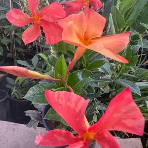 Sun Parasol Dipladenia Fire-Up Orange Live Plant - 6 inch Pot - 2 ft Tall - Image 1