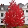 Sun Valley Red Maple Live Plant – Acer rubrum – 1-2 ft Quart Pot – Outdoor Shade Tree - Image 1