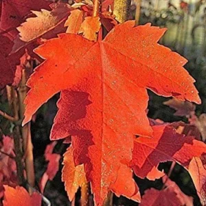 Sun Valley Red Maple Live Plant – Acer rubrum – 1-2 ft Quart Pot – Outdoor Shade Tree - Image 2