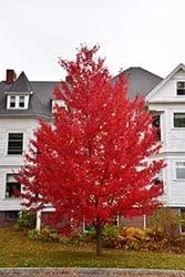 Sun Valley Red Maple Live Plant – Acer rubrum – 1-2 ft Quart Pot – Outdoor Shade Tree - Image 1