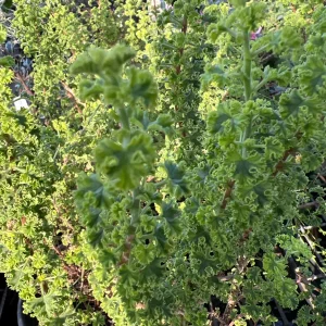 Sunburst Pelargonium Live Plant – 6 Inch Pot – Vibrant Blooms for Gardens - Image 2